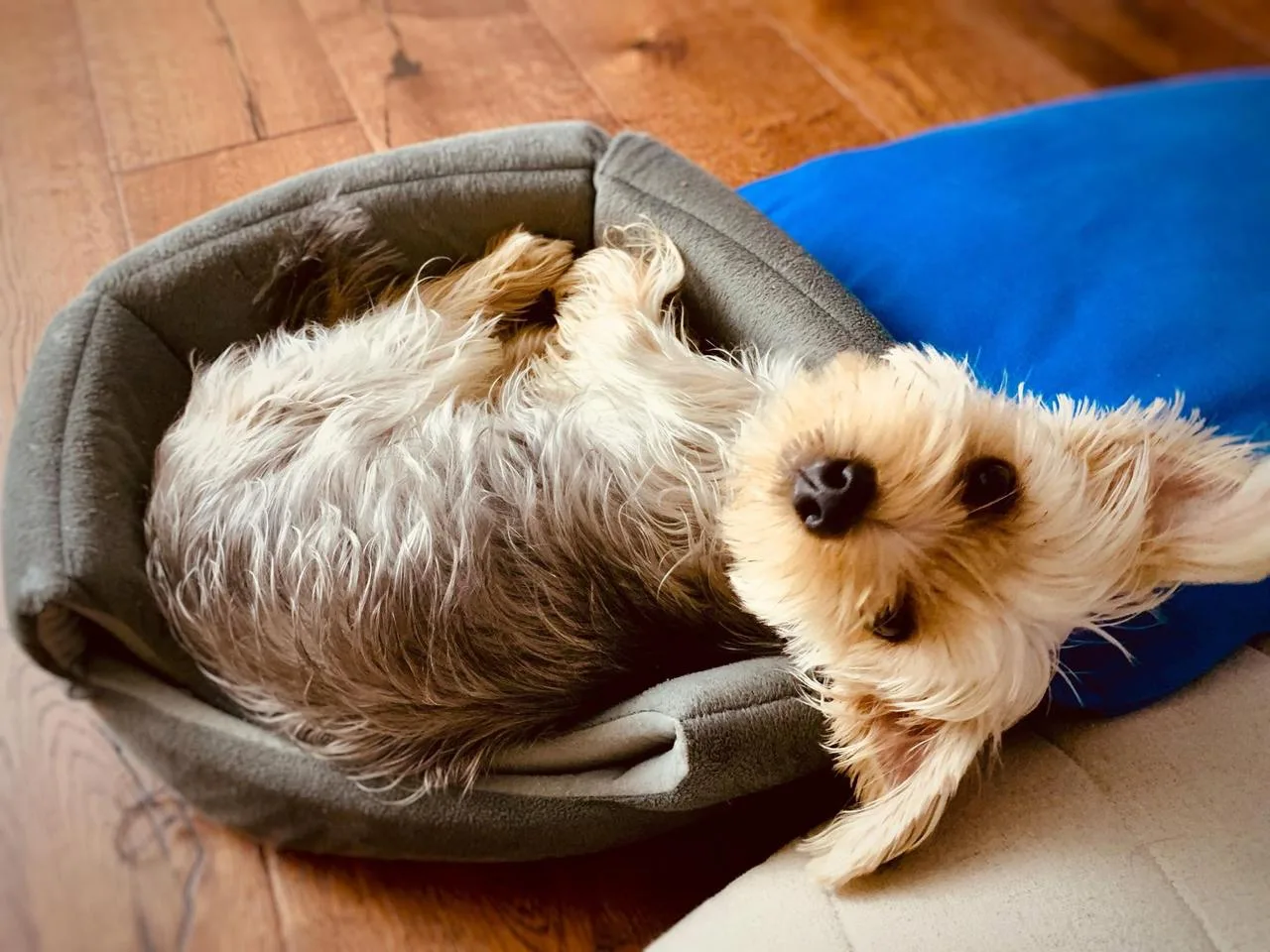 Mishka, relaxing in her bed